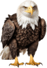 Águia