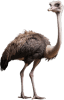 Avestruz
