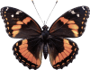 Borboleta