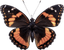 Borboleta