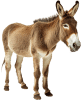 Burro