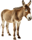 Burro