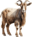 Cabra