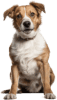 Cachorro
