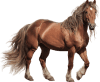 Cavalo