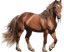 Cavalo