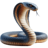 Cobra