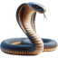 Cobra