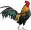 Galo
