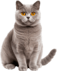 Gato