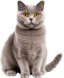 Gato