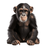 Macaco