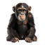 Macaco