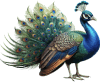 Pavão