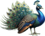 Pavão