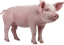 Porco