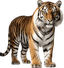 Tigre