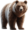 Urso