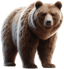 Urso