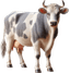Vaca