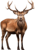 Veado