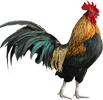 Galo