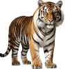 Tigre