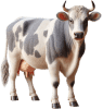 Vaca